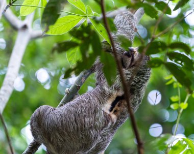 Üç parmaklı tembel hayvan Kosta Rika