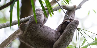 Üç parmaklı tembel hayvan Kosta Rika