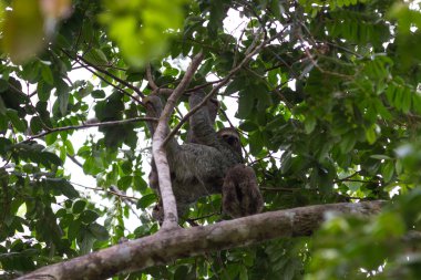 Üç parmaklı tembel hayvan Kosta Rika