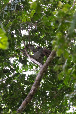 Üç parmaklı tembel hayvan Kosta Rika