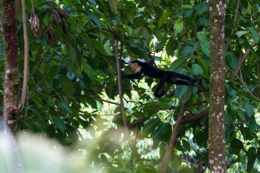 Beyaz yüzlü veya capuchin maymun 