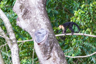 Beyaz yüzlü veya capuchin maymun 