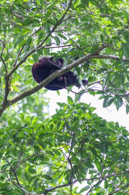 Uluyan maymunlar Kosta Rika 