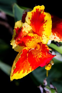 Tropikal turuncu Glayöl çiçek