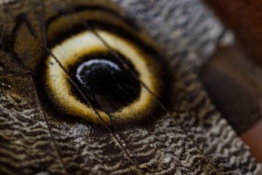 Baykuş kelebek - caligo martia