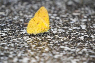 küçük sarı kelebek 