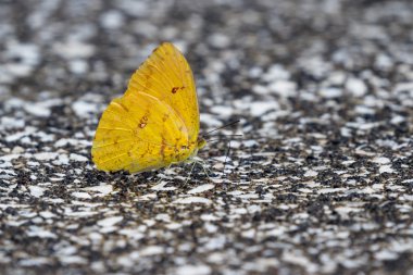 küçük sarı kelebek 