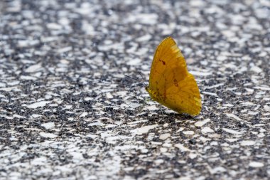 küçük sarı kelebek 