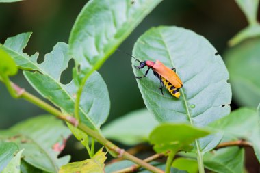 böcek yaprak üzerinde 