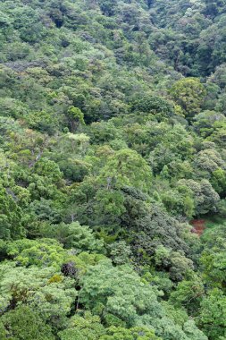 Monteverde Tree tops