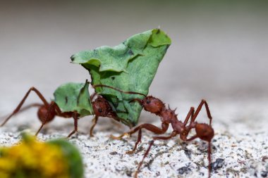 leafcutter ants with a dead leaves clipart