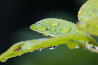 taze yağmur damlaları 