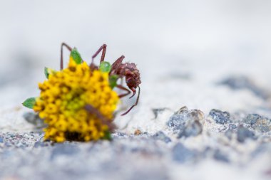 ağır bir yük ile leafcutter karınca