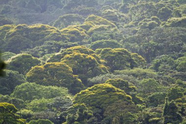 ağaç gölgelik arka plan