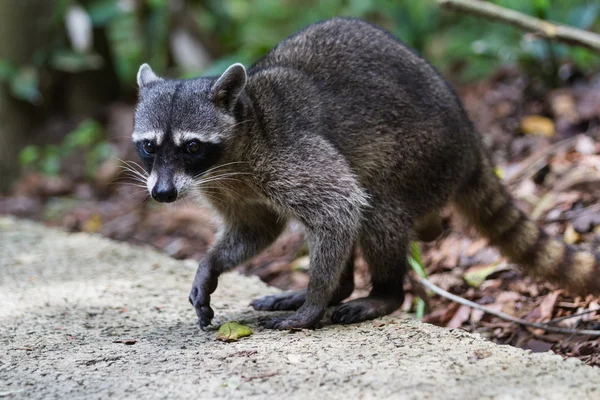 Raccoon in the rain forest — Stock Photo, Image