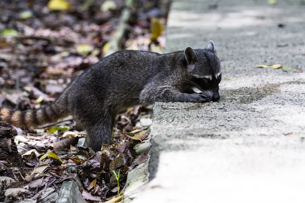 Mapache en la selva tropical — Foto de Stock