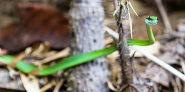 Leptophis ahaetulla eller papegoja orm — Stockfoto