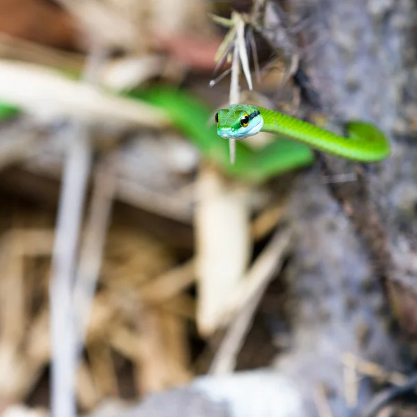 Leptophis ahaetulla, vagy a kígyó papagáj — Stock Fotó