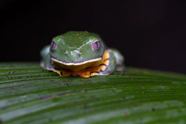 Wspaniały liść żaba - Cruziohyla calcarifer — Zdjęcie stockowe
