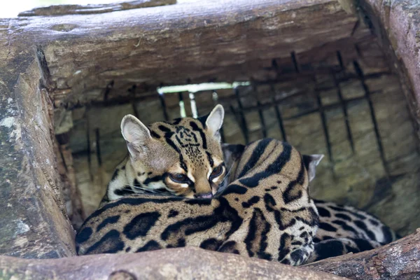 Ocelote o leopardo pintado - Leopardus pardalis — Foto de Stock