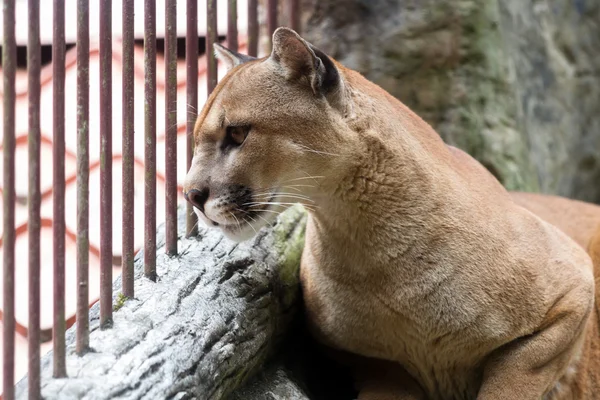 Cougar of poema - puma concolor — Stockfoto