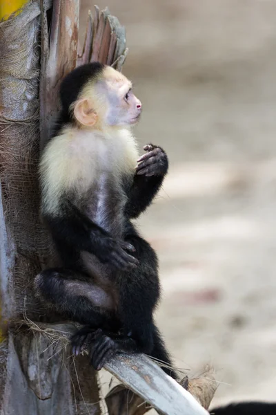 Witte onder ogen gezien of Kapucijnen aap — Stockfoto