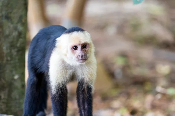 Vit belagd eller capuchin monkey — Stockfoto