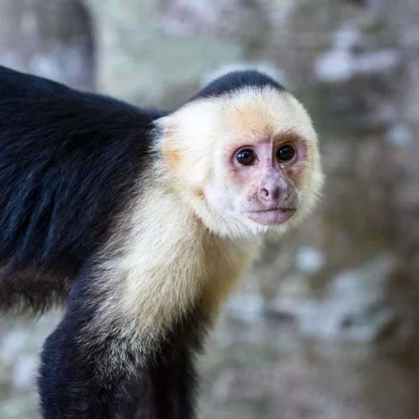 White faced or capuchin monkey — Stock Photo, Image