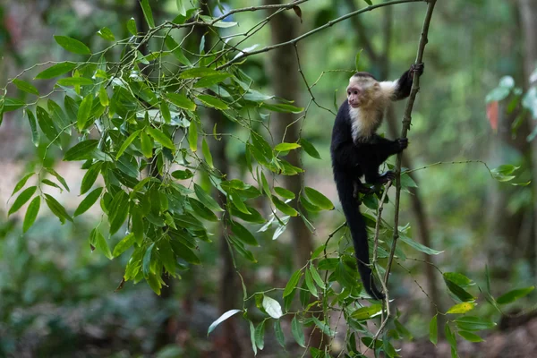 Macaco de rosto branco ou capuchinho — Fotografia de Stock