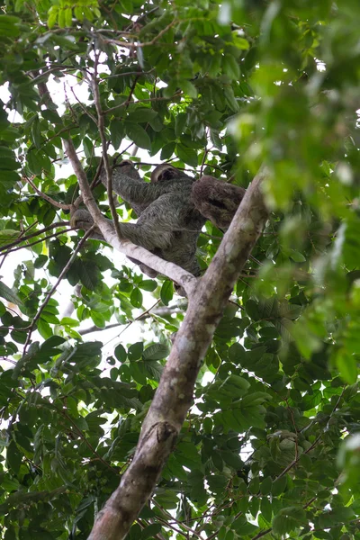 Three toed sloth in Costa Rica — Stock Photo, Image