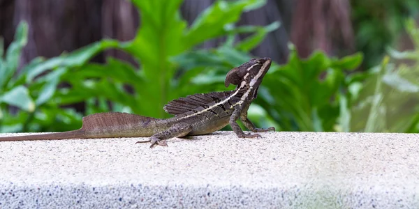 Manlig brun Basilisk ödla — Stockfoto