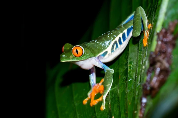 目の充血した木のカエル - アカメアマガエル — ストック写真