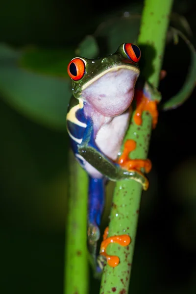 뼈아픈 나무 개구리-Agalychnis callidryas — 스톡 사진
