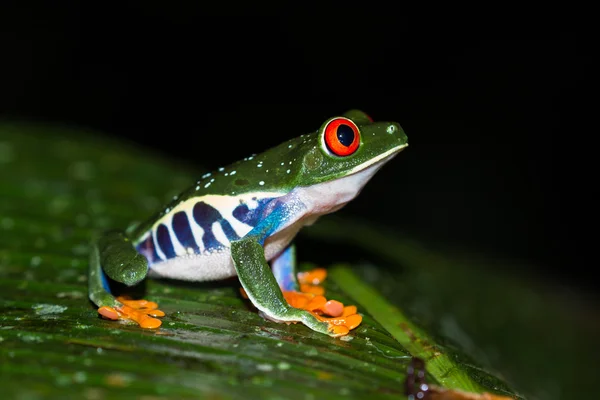 目の充血した木のカエル - アカメアマガエル — ストック写真