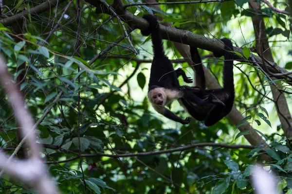 Macaco de rosto branco ou capuchinho — Fotografia de Stock