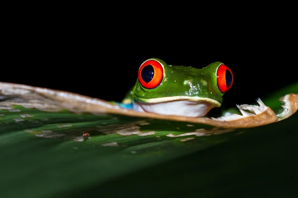 Rödögd lövgroda - rödögd bladgroda — Stockfoto