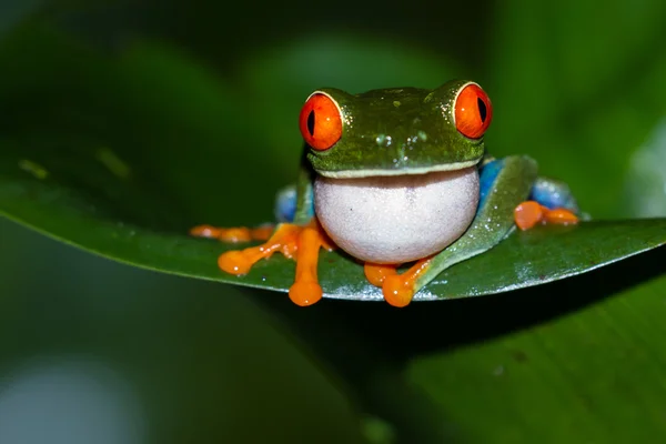 目の充血した木のカエル - アカメアマガエル — ストック写真