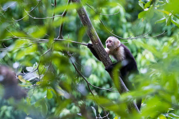 Macaco de rosto branco ou capuchinho — Fotografia de Stock