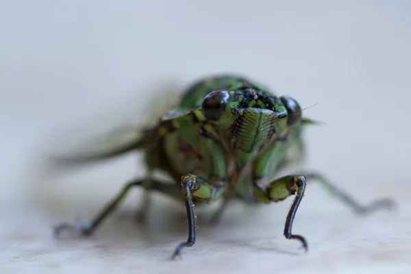 Gran insecto de selva tropical — Foto de Stock