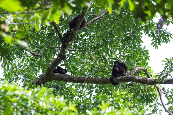 Howler monkeys in Costa Rica — Stock Photo, Image