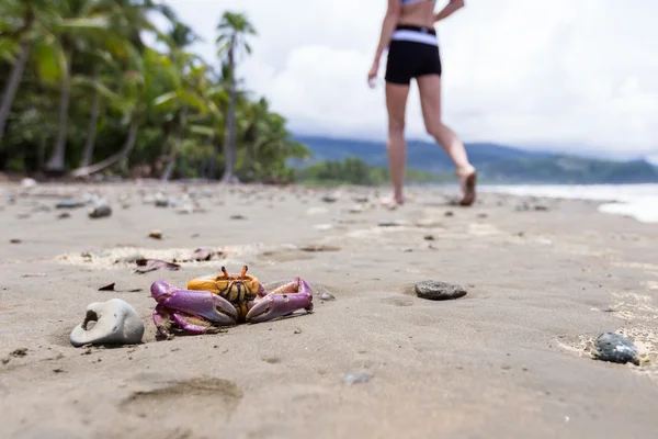 Cangrejo tropical en la playa — Foto de Stock