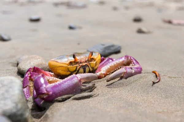 Tropikalne kraby na plaży — Zdjęcie stockowe