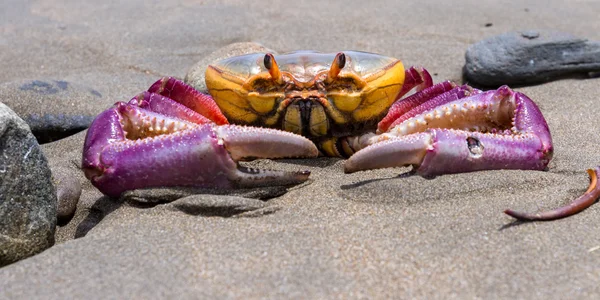 Caranguejo tropical na praia — Fotografia de Stock