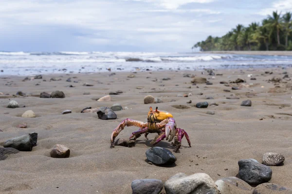 Caranguejo tropical na praia — Fotografia de Stock