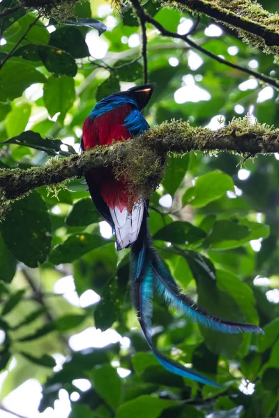 Quetzal resplandeciente - Pharomachrus mocinno — Foto de Stock