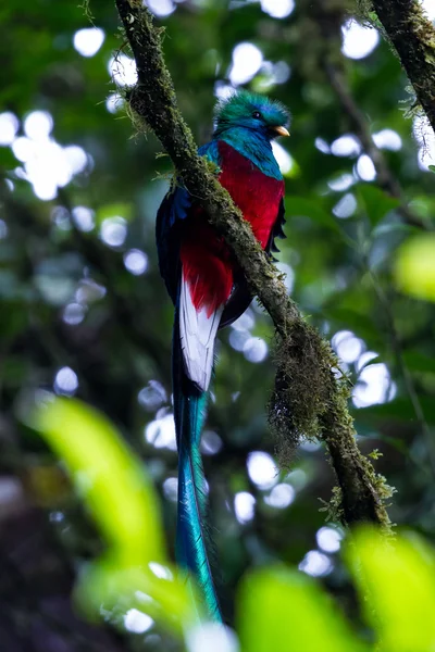 Quetzal resplandeciente - Pharomachrus mocinno — Foto de Stock