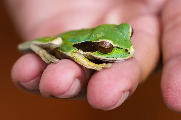 Masked frog or masked rock frog Litoria personata — Stock Photo, Image