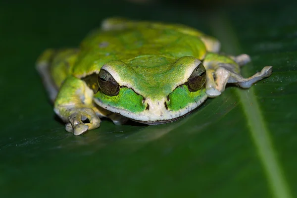 가 면된 개구리 또는 개구리가 면된 바위 Litoria personata — 스톡 사진