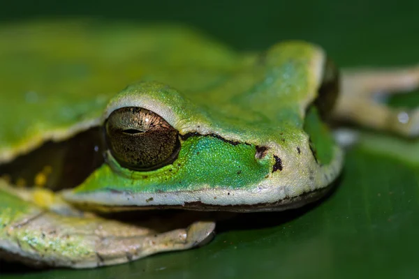 가 면된 개구리 또는 개구리가 면된 바위 Litoria personata — 스톡 사진