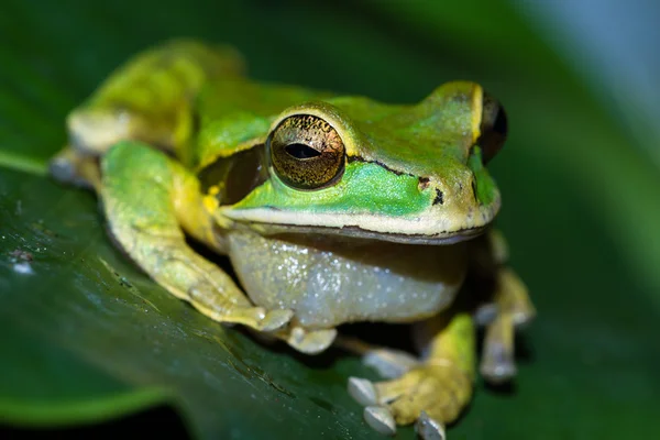 가 면된 개구리 또는 개구리가 면된 바위 Litoria personata — 스톡 사진